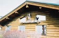 Eagle on Side of House